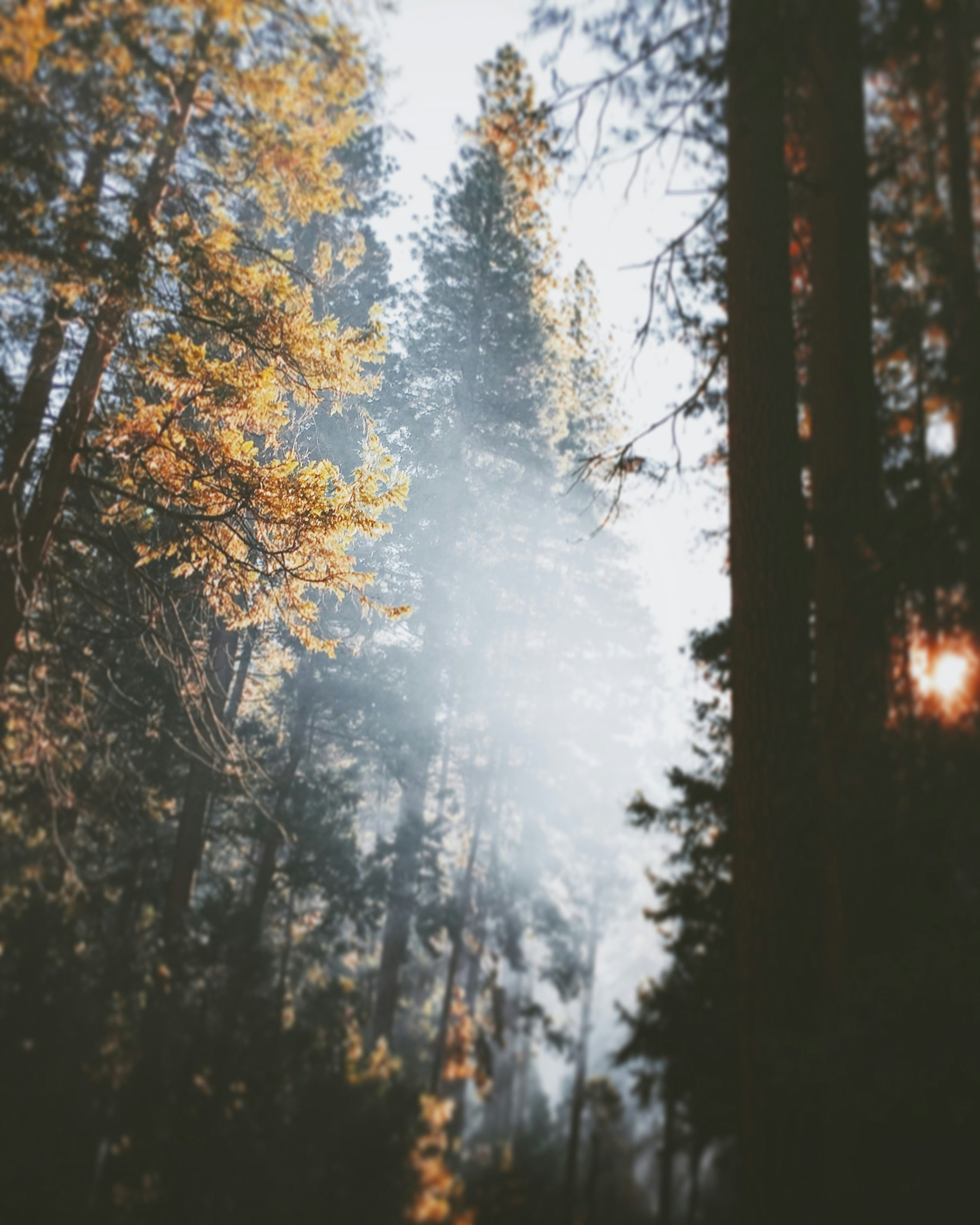 low-angle of tall trees